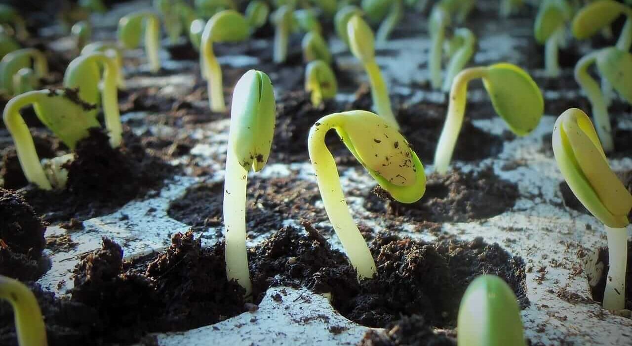 Soybeans Rally Off Early Lows as Traders Eye Monday Trade Announcement